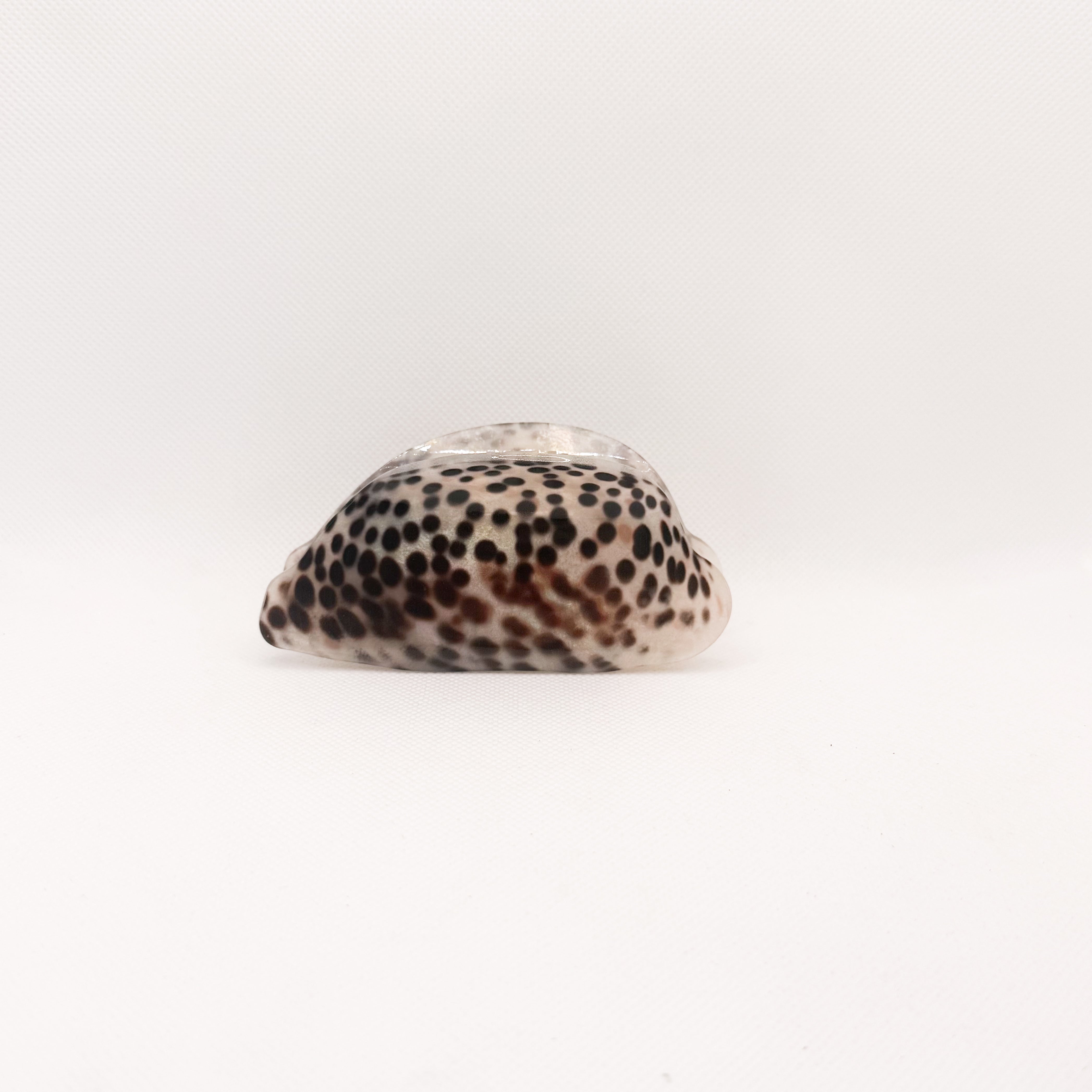 “leho” cowry shell hair claw