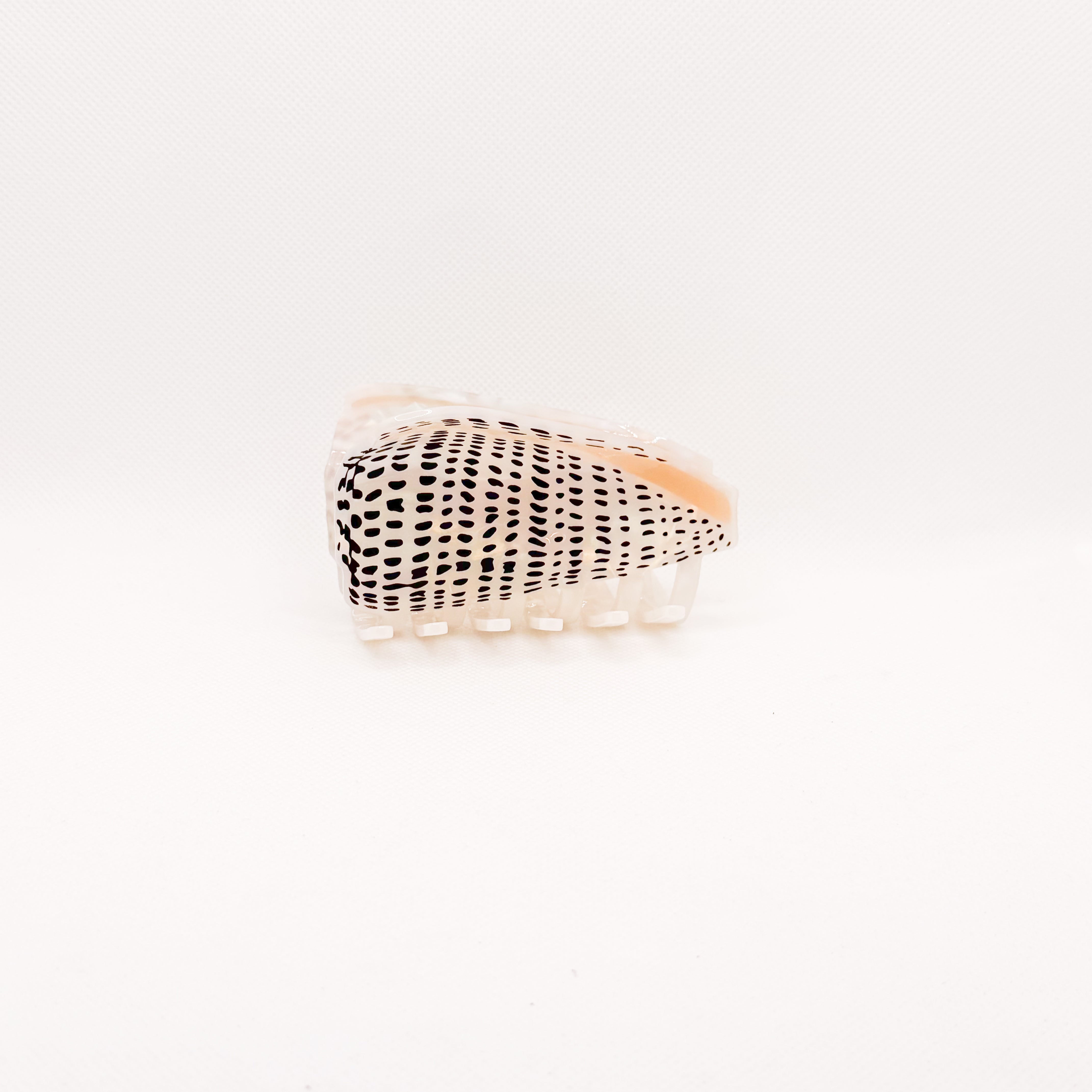 *new pre-order* leopard cone shell hair claw