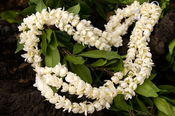 everything you need to know about jasmine essential oil