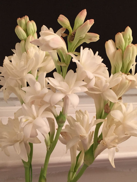 the history of the uses of tuberose