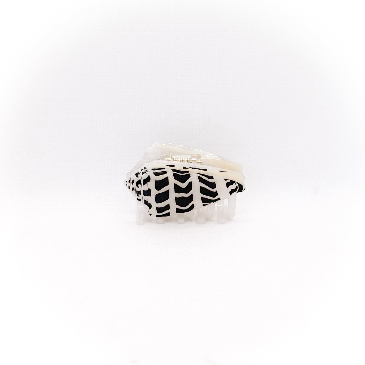 small hebrew cone shell hair claw