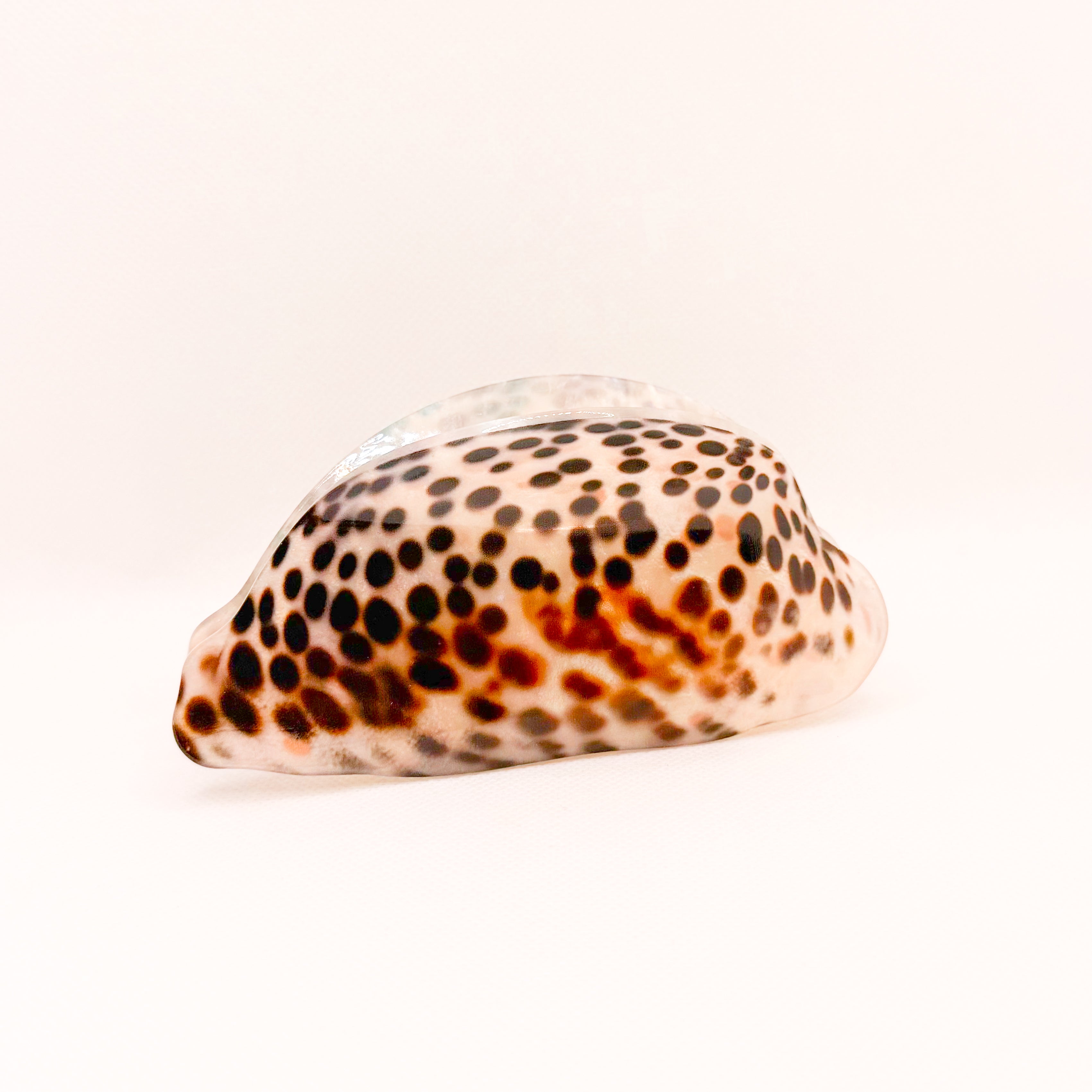 large “leho” cowry shell hair claw